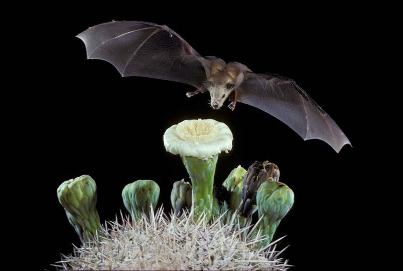 Bats Some bats eat nectar.