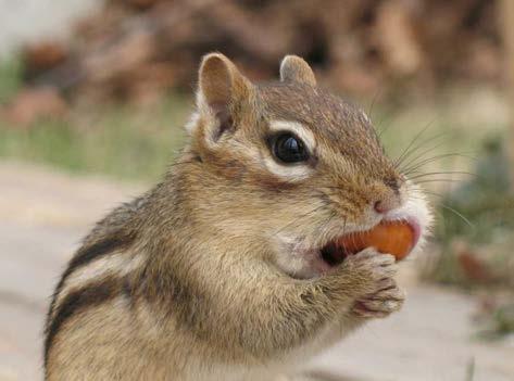 Animals that eat nuts often carry them away to eat in