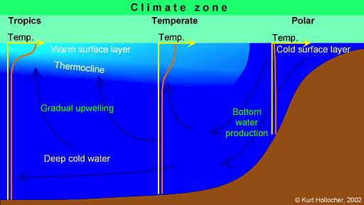 Thermohaline Circulation Seasonal downwelling of cold polar surface waters is driven