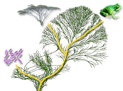 Principles of Phylogeny Reconstruction How do we reconstruct the tree of life?