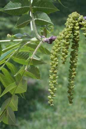 trees have highly reduced male flowers clustered into structures called catkins.