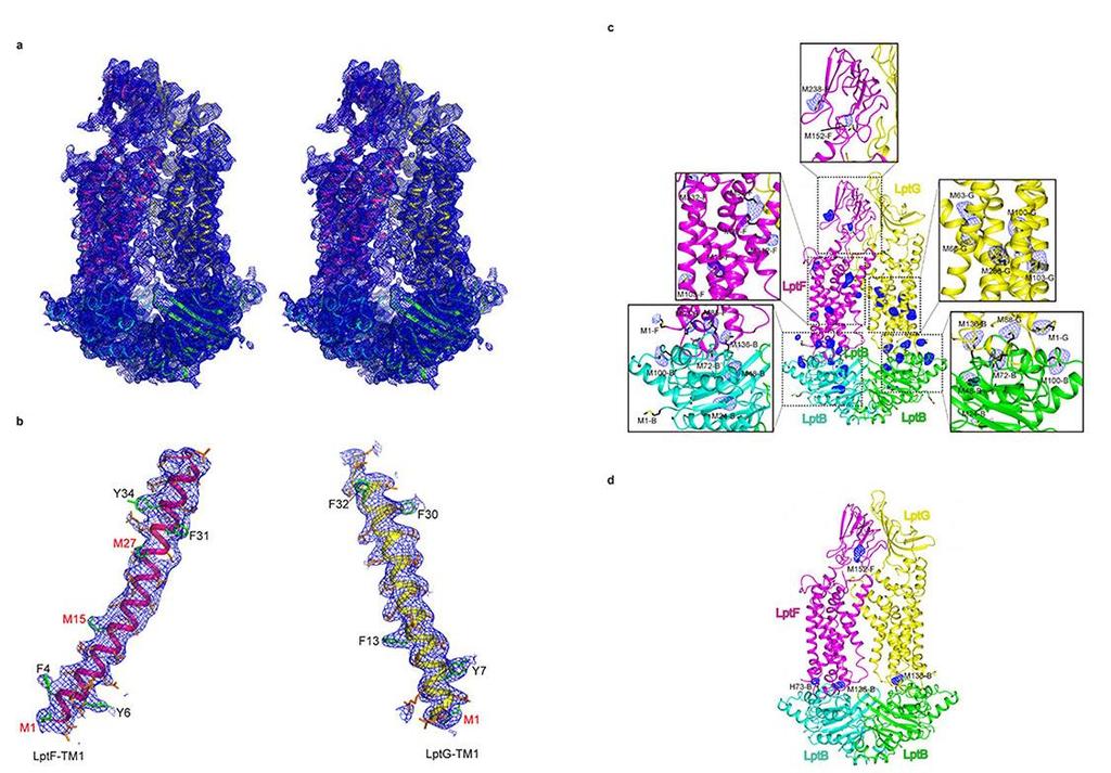 Supplementary Figure 2 The electron density maps of LptB 2FG. a. Stereo views (cross-eyed) of the 2F o-f c electron density map for the complete LptB2FG complex structure at 3.46Å. b.