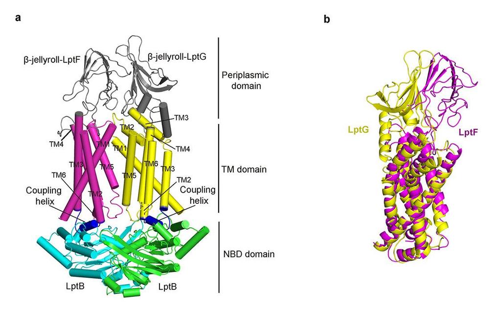 Supplementary Figure 3 Domain organization of the LptB 2FG complex. a. Domain organization of the LptB 2FG complex. The two ATPase domains (LptB) in cytoplasm are colored in cyan and green.
