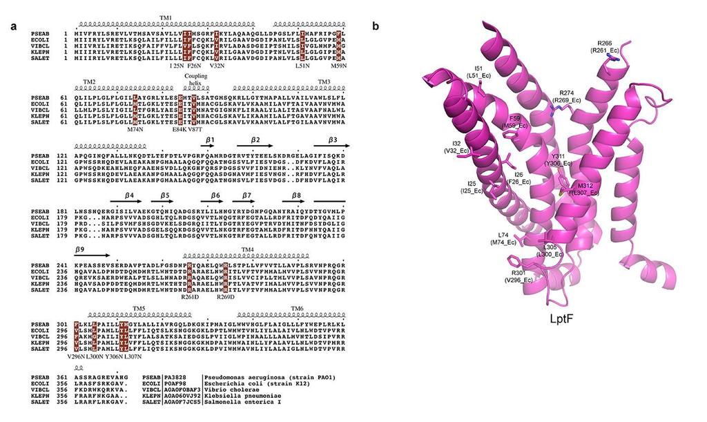 Supplementary Figure 4 Sequence alignment of LptF homologs and residues selected for functional analysis in the structure. a. Sequence alignment of LptF homologs from five representative Gram-negative bacterial strains.