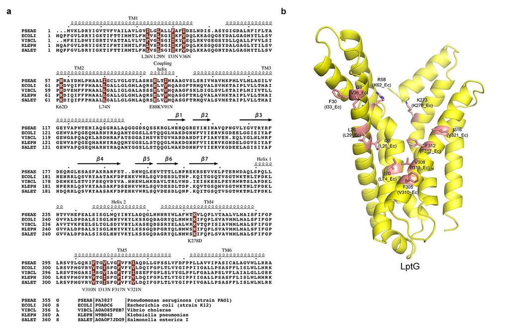 Supplementary Figure 5 Sequence alignment of LptG homologs and residues selected for functional analysis in the structure. a. Sequence alignment of LptG homologs from five representative Gram-negative bacterial strains.