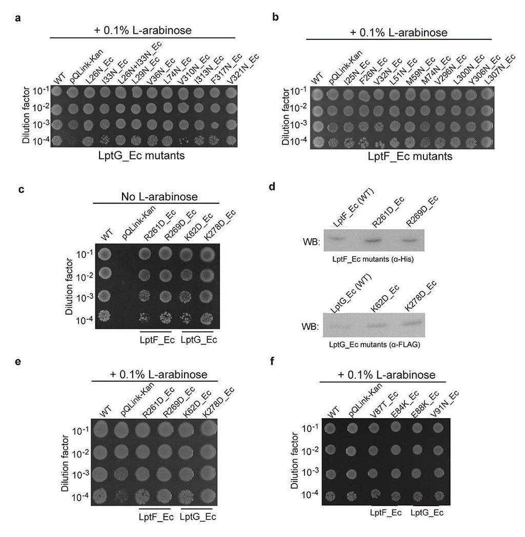 Supplementary Figure 6 Mutagenesis study of the conserved residues that line the inner surface of the V -shaped cavity in the TMDs of LptF and LptG. The growth phenotypes of the lptfg-depleted E.