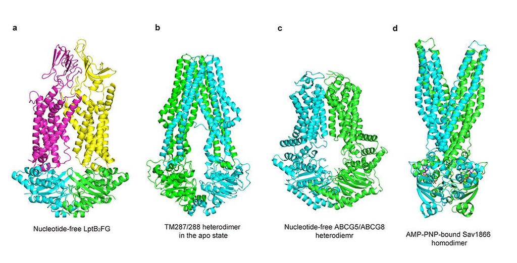 Supplementary Figure 7 Three representative ABC exporters in their inward-facing or outward-facing conformational states.