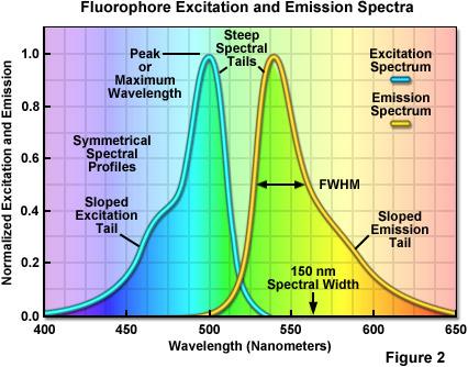 Fluorescece Molecules, like atoms, have discrete eergy levels.