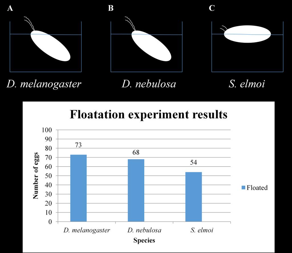 15 D Figure 6 Floatation of the eggshell: (A, B, C) Representation of how a D. melanogaster, D. nebulosa, and S. elmoi eggshells floated when placed in water.