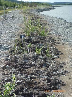 Revegetation Monitoring Results Steeves Lake Shoreline Trench Success