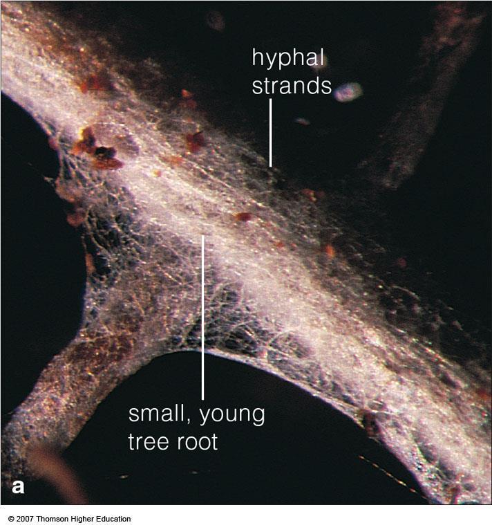 Mycorrhizae Obligatory mutualism between fungus and plant root