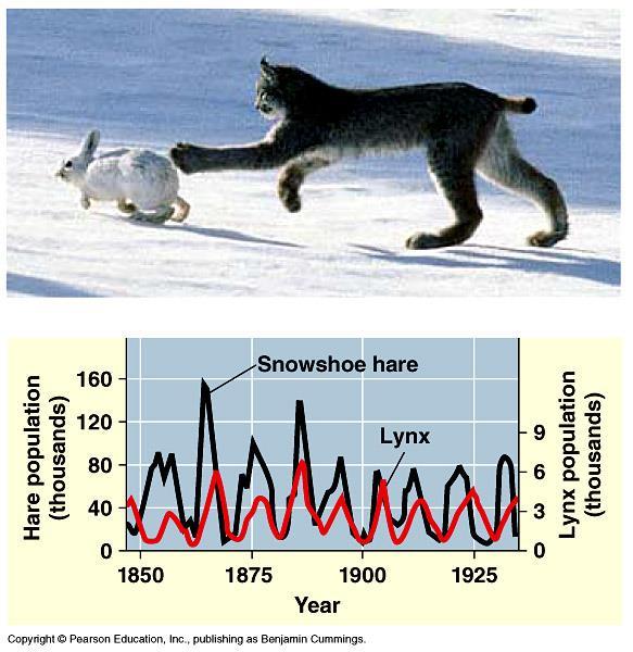 Predator Prey Relationships: Canada Lynx and the Showshoe Hare Species are