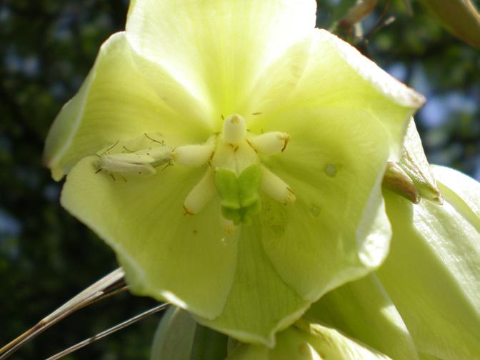 5 Yucca to Yucca Living things interact with other living things sometimes in such a