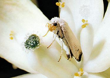 After laying her egg, she pollinates the flower with the pollen she collected and