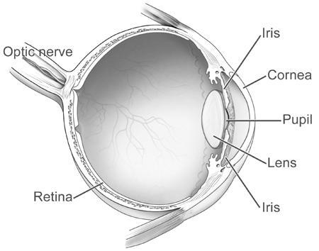Sight The cornea a protective layer over the front of the eye The iris changes size when light levels change The pupil a hole that allows light to enter the eye The lens helps focus rays of light