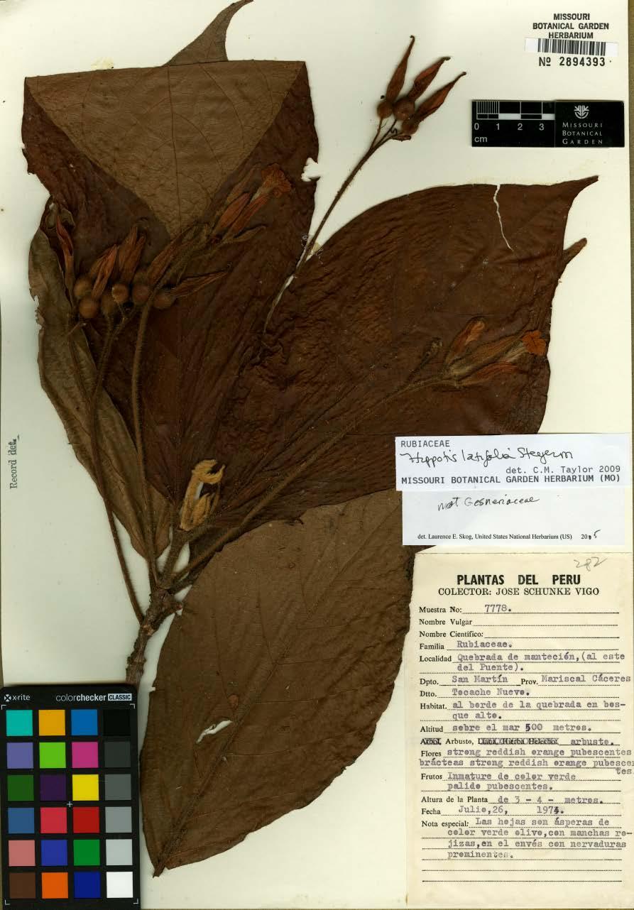 Hippotis hirsutissima M. Calderón, sp. nov.
