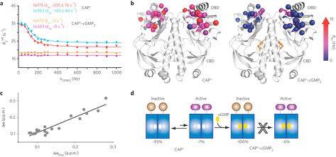 NMR & Structural biology Allosteric regulation