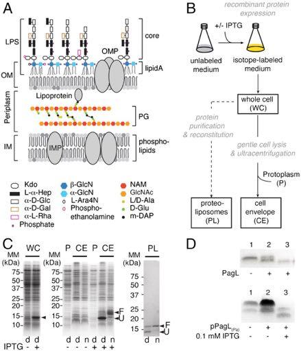 NMR & Structural biology AMYLOID FIBRILS 13 NMR & Structural biology IN-CELL NMR Study proteins in their