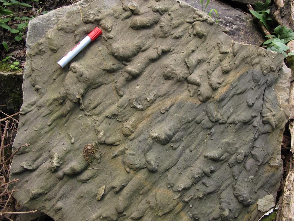 Primary sedimentary structures > Bedding-plane markings Flute