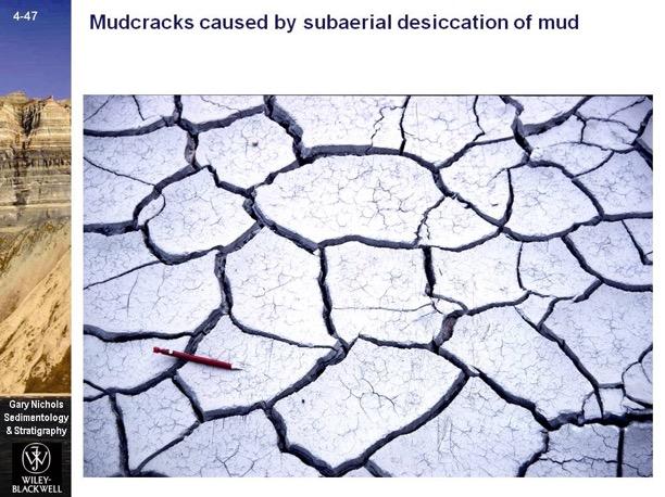 Primary sedimentary structures > Bedding-plane markings Mudcracks caused by subaerial desiccation of mud a broader spacing occurs in thicker deposits