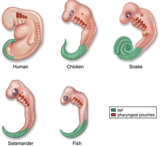 Can demonstrate similarities in: -Spinal development (notochord) -Pharyngeal pouches (ears, bronchi,