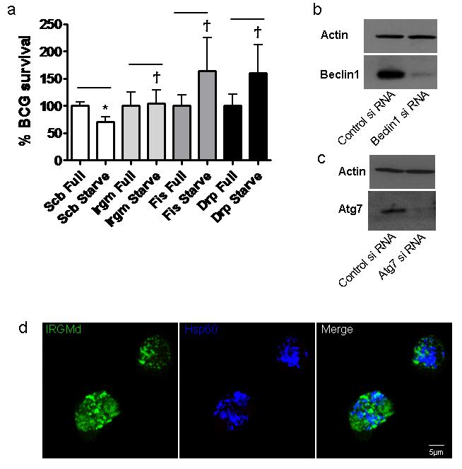 Figure S3 Mitochondrial fission factors affect BCG survival in infected macrophages, knockdowns of autophagy factors and presence of depolarized mitochondria in IRGMd-tarnsfected cells. a. Mitochondrial fission factors and autophagic control of M.
