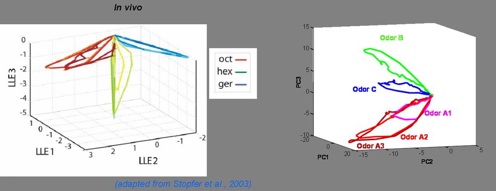 Identity vs. Intensity Coding g PN ensemble activity trace concentration-specific trajectories on odor-specific manifolds (Stopfer et al., Neuron, 2003).