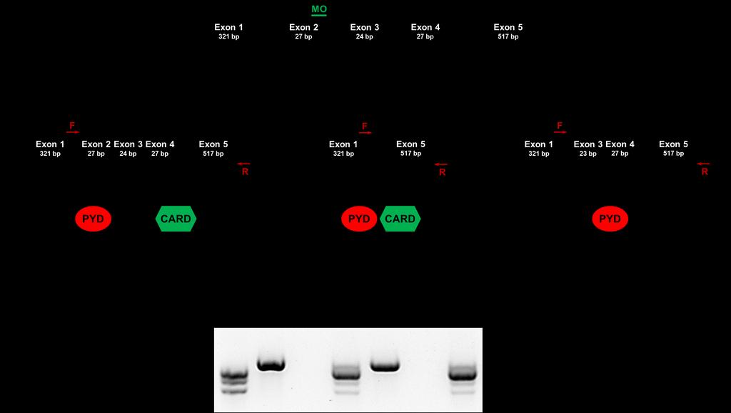 A B C D Supplementary Figure 5, related to Figure 3. Asc is crucial for S. Typhimurium resistance in zebrafish.