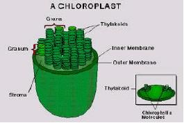 These organelles are dispersed throughout much of the plant surface and are the organelles in which photosynthesis takes place. A double membrane surrounds chloroplasts.