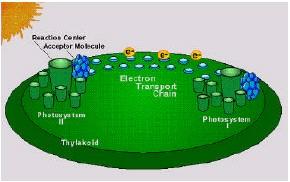 The overall chemical reaction involved is: 6 CO2 + 6 H2O + energy --> 1 C6 H12 O6 + 6 O2 During photosynthesis, plants combine 6 molecules of carbon dioxide, 6 molecules of water, and energy from the