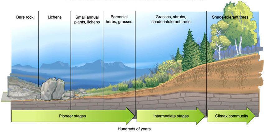 Ecosystems and Succession Ecosystem - all the organisms living in a particular area, known as the community, as well as all the non-living elements of that particular environment (e.g. climate, nutrients being cycled etc.
