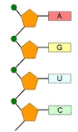 Thymine (2 bonds) - Cytosine-Guanine (3