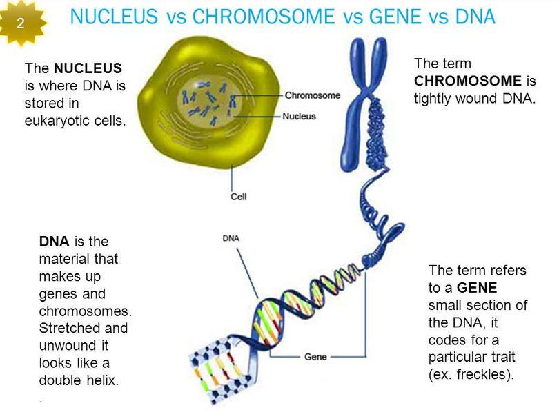 DNA vs. Chromosome vs.