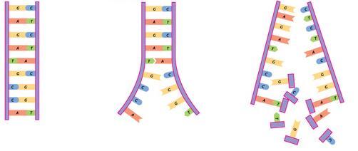middle - DNA polymerase adds new bases to both sides -