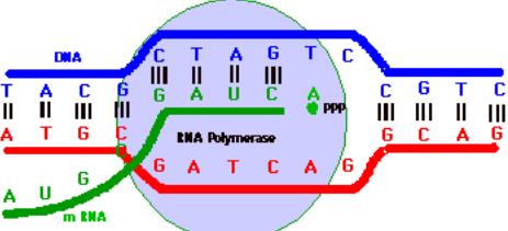 Protein Synthesis - DNA to RNA to protein - Recognize phases from diagrams - Step 1 Transcription DNA to RNA make copy of recipe in the library o Helicase splits DNA down the middle o RNA polymerase