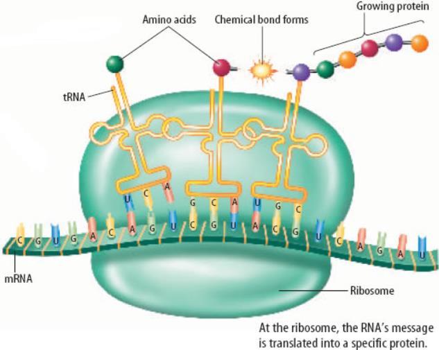 (ribosome) attaches to mrna on 1 st codon (3 bases) o trna with amino acid attaches anticodon pairs with codon (opposite 3 bases) o ribosome moves to next codon o next trna moves in o amino acids