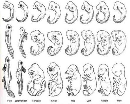 o Embryology - Phylogenetic Trees (Determine
