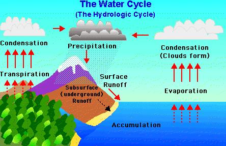 for consumption by organisms o Water Cycle