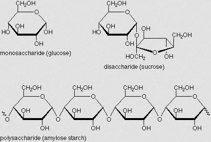 Organic Compounds - Carbohydrates o Function: Structure: