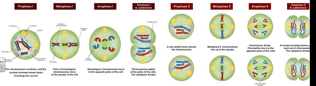Animal Cell Cell Regulation and Cancer - Checkpoints - Uncontrolled mitosis Cancer Meiosis Sexual Reproduction Diploid Cell splits into 4 different Haploid Cells - 1