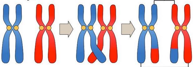 - Crossing Over homologous chromosomes so close during prophase I that pieces of