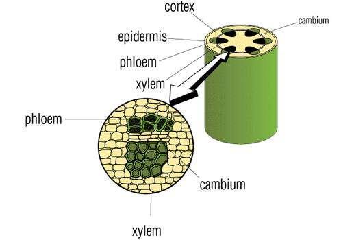 Cell Specialization in Vascular Plants Xylem: Transports water from the roots to