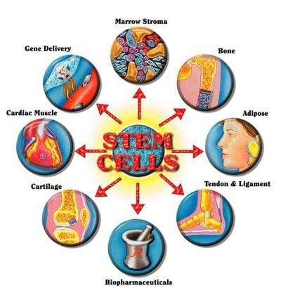Stem Cells Stem cells : Unspecialized cells that continually reproduce themselves Have, under appropriate conditions, the ability to differentiate into one or more types of specialized cells.