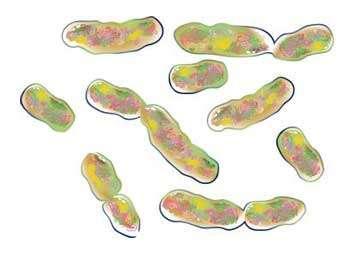 Mitosis Somatic ( body) cells use mitosis for growth and repair Unicellular organisms use mitosis