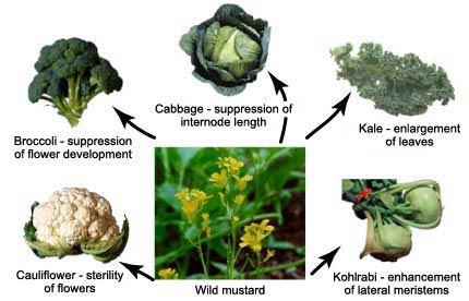 Artificial Selection All these veggies from wild mustard