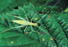 On Your Own 11 The snowy tree cricket is known as the thermometer cricket because it is possible to count its chirping rate and then estimate the temperature.