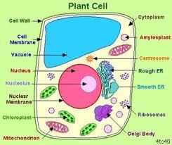 Basic Principles of Plant Science are the structural basis of all living organisms. A cell is a tiny structure that forms the of plants. All organisms are made of one or more cells.