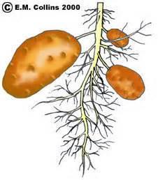 A tuber is an enlarged part of a stem that grows underground.