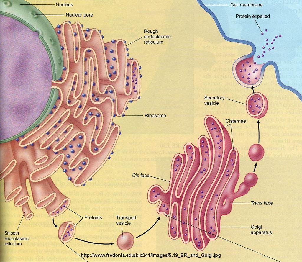 Organelles that Build Proteins Golgi Apparatus Stack of flattened membranes Only in eukaryotic cells Where proteins produced in the rough ER go next As they leave the rough ER they are given