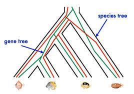 Red gene tree species